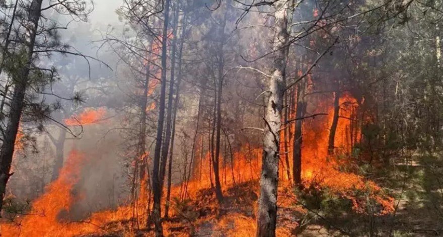 Orman yangınları Türkiye'nin ciğerlerini kül ederken, aynı zamanda büyük ekonomik zararlara da yol açıyor. Son 10 yılda yangın söndürm